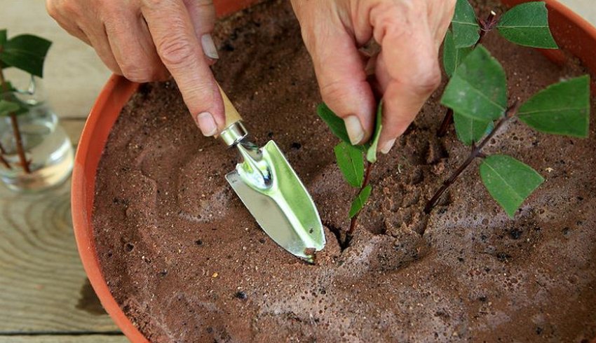 Розмноження живцями