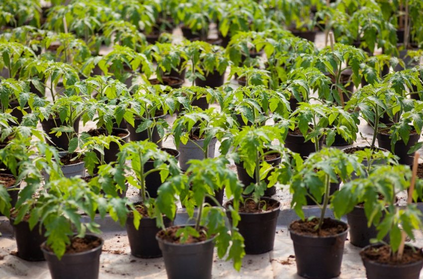 Загартовування розсади Загартовування розсади