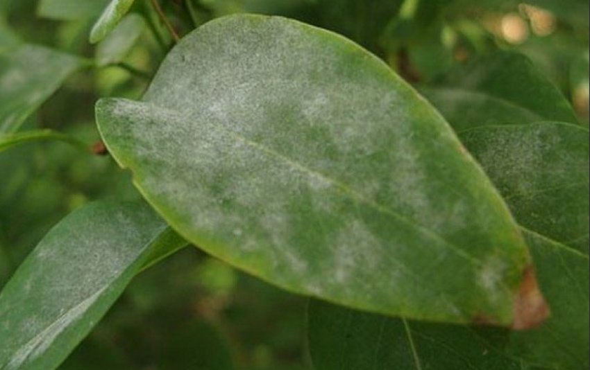 Борошниста роса на листі жимолості