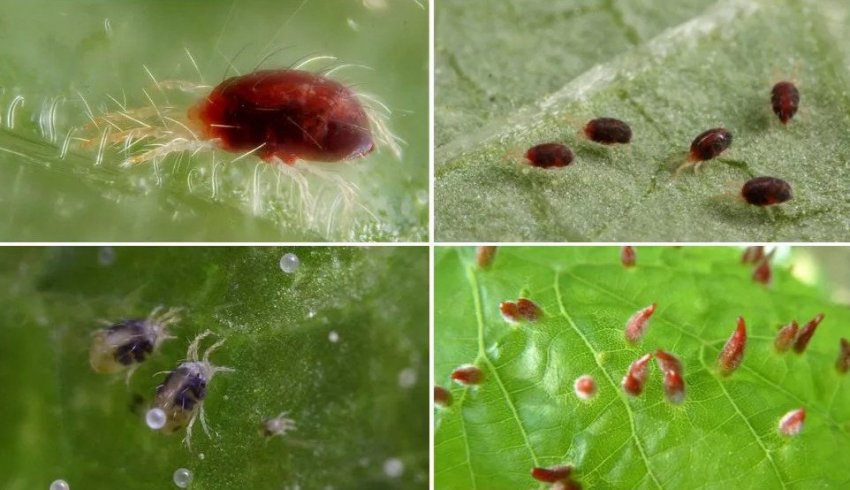 Жимолостные кліщі