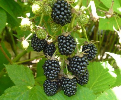 Краща ожина для Підмосков'я: особливості агротехніки, який сорт вибрати