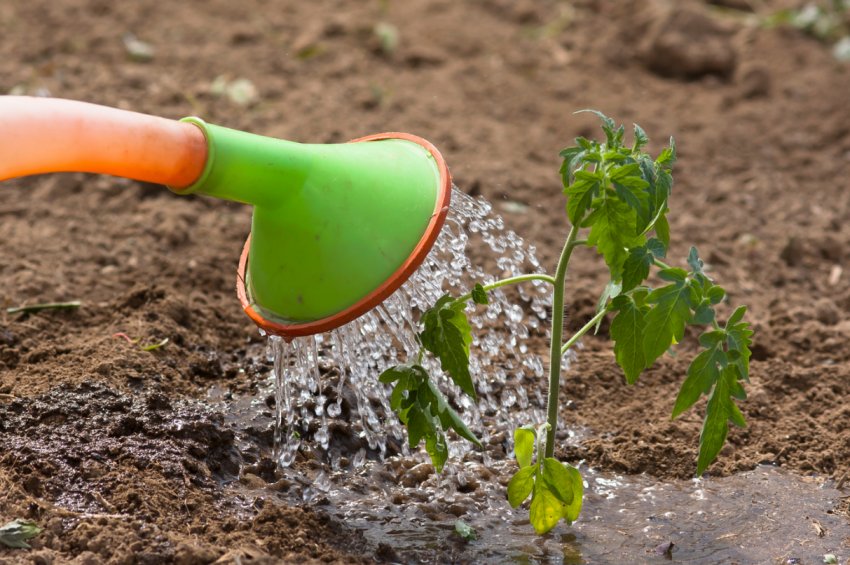 Полив помідор Полив помідор