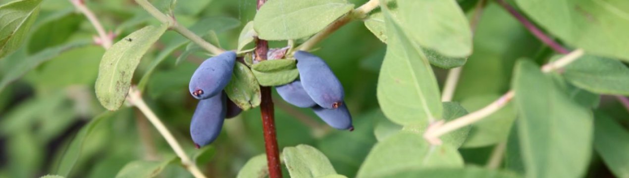 Жимолость їстівна Войтек: основні характеристики