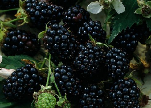 Безколючкова ожина сорти Честер Торнлесс: основні характеристики, особливості