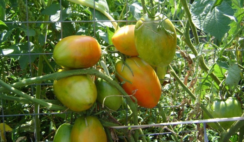 Вирощування сорту Вирощування сорту