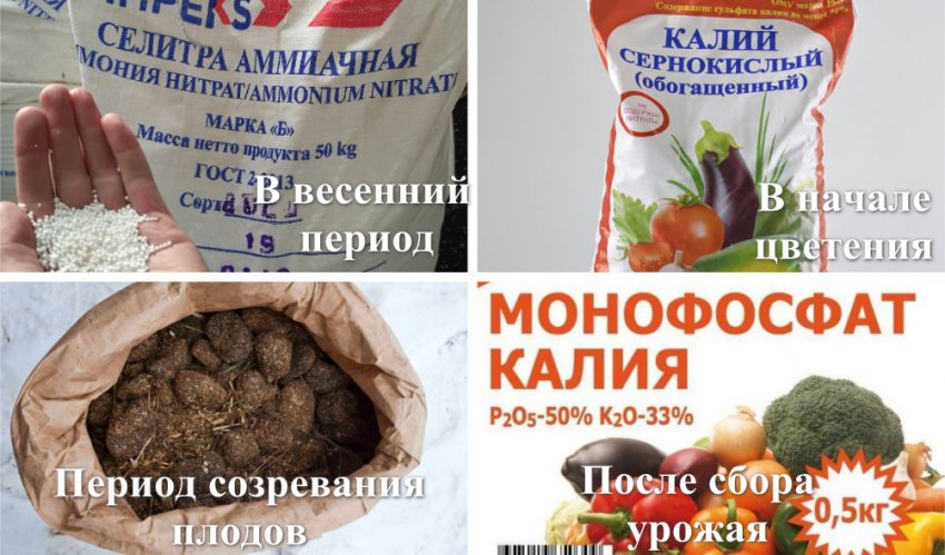 Сорта ежевики бесшипной честер. 105112.puoth0.850. Сорта ежевики бесшипной честер фото. Сорта ежевики бесшипной честер-105112.puoth0.850. картинка Сорта ежевики бесшипной честер. картинка 105112.puoth0.850. Ежевика Честер относится к переходным сортам культуры. Для нее характерны полустелющиеся кусты, которые имеют много веток. Побеги способны достигать в длину 2-3 м. При этом прищипывать их не требуется. Чтобы выращивание культуры было успешным, стоит учитывать основные особенности ухода за ней. Важно знать сортовые особенности Честера, которые влияют на основы культивирования.