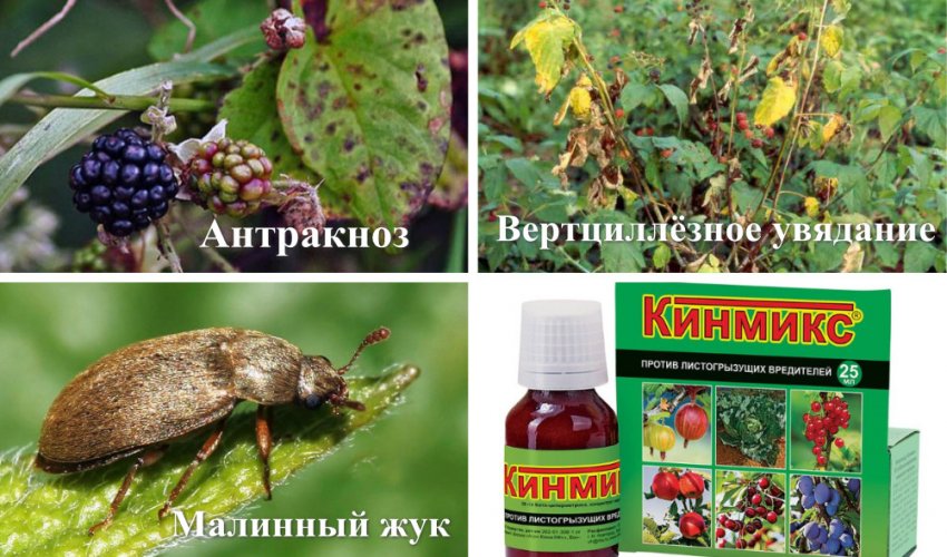 Сорта ежевики бесшипной честер. 105120.puou60.850. Сорта ежевики бесшипной честер фото. Сорта ежевики бесшипной честер-105120.puou60.850. картинка Сорта ежевики бесшипной честер. картинка 105120.puou60.850. Ежевика Честер относится к переходным сортам культуры. Для нее характерны полустелющиеся кусты, которые имеют много веток. Побеги способны достигать в длину 2-3 м. При этом прищипывать их не требуется. Чтобы выращивание культуры было успешным, стоит учитывать основные особенности ухода за ней. Важно знать сортовые особенности Честера, которые влияют на основы культивирования.