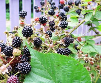 Який грунт потрібен для посадки ожині