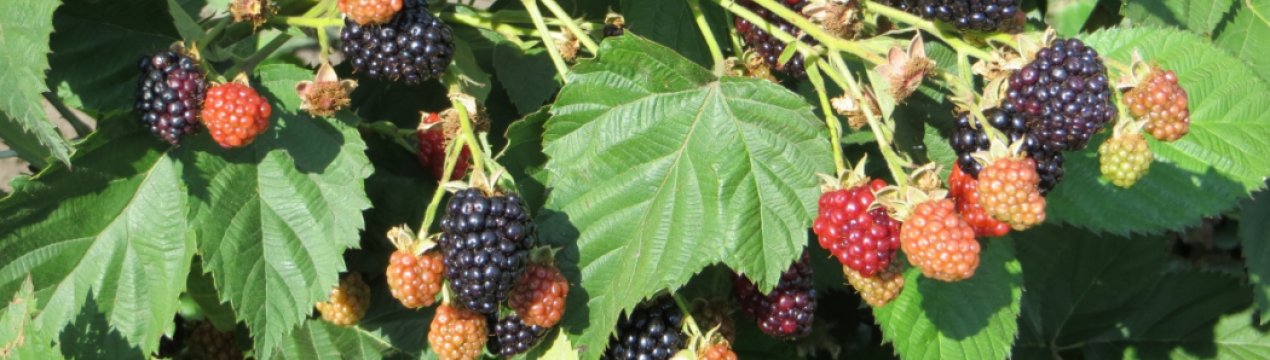 Ожина Чорний принц: основні характеристики, особливості