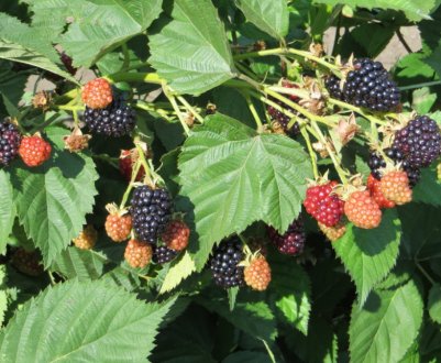 Ожина Чорний принц: основні характеристики, особливості