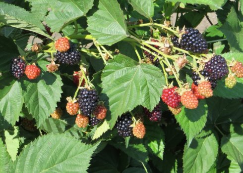 Ежевика Чёрный принц: основные характеристики, особенности