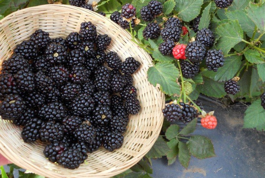 Ожина Чорний принц Ожина Чорний принц