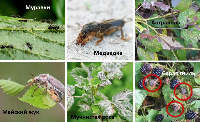 Шкідники і хвороби ожини Шкідники і хвороби ожини