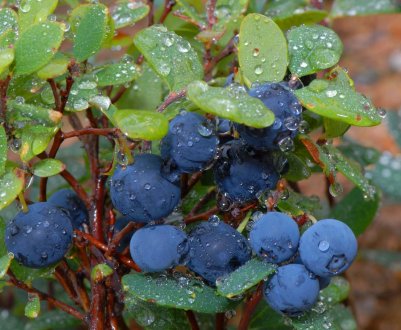 Кращі сорти для вирощування лохини в Підмосков'ї