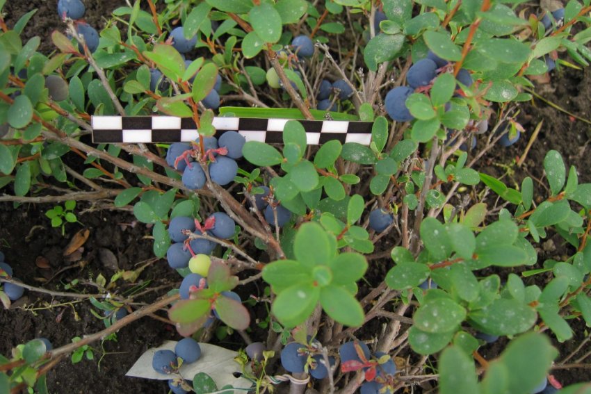 Лохина Шегарская Лохина Шегарская