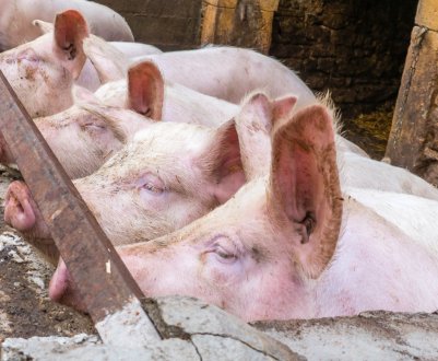 Будуємо свинарник своїми руками