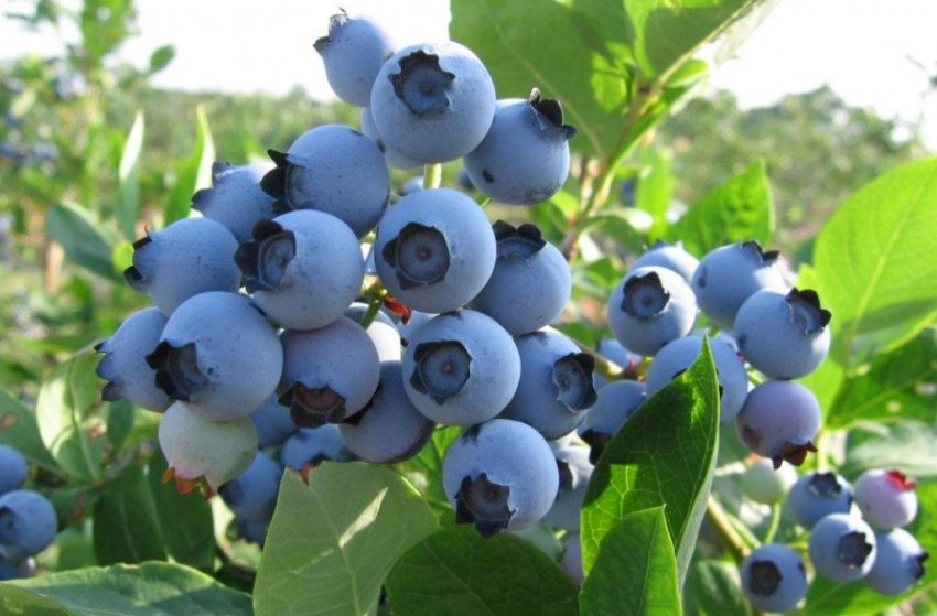 Лохина Спартан Лохина Спартан