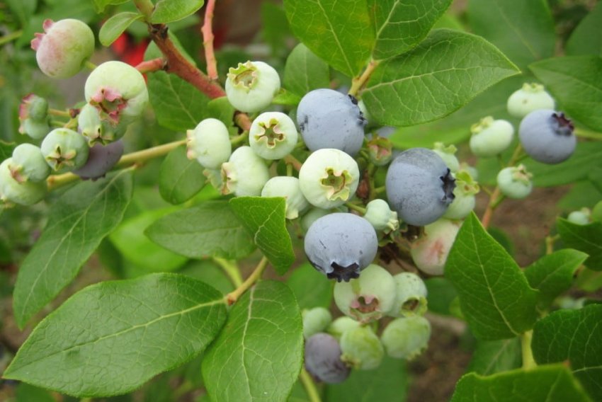 Лохина Ковілл Лохина Ковілл