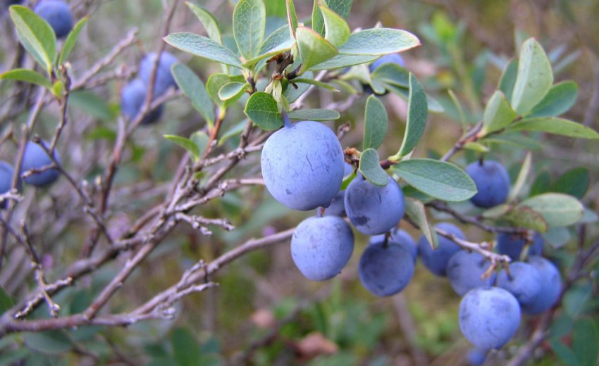 Лохина Стенлі Лохина Стенлі