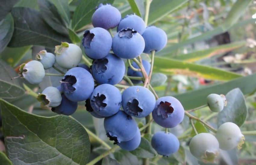 Лохина Річка Лохина Річка