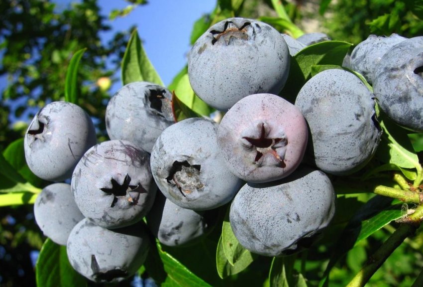 Лохина Бонус Лохина Бонус