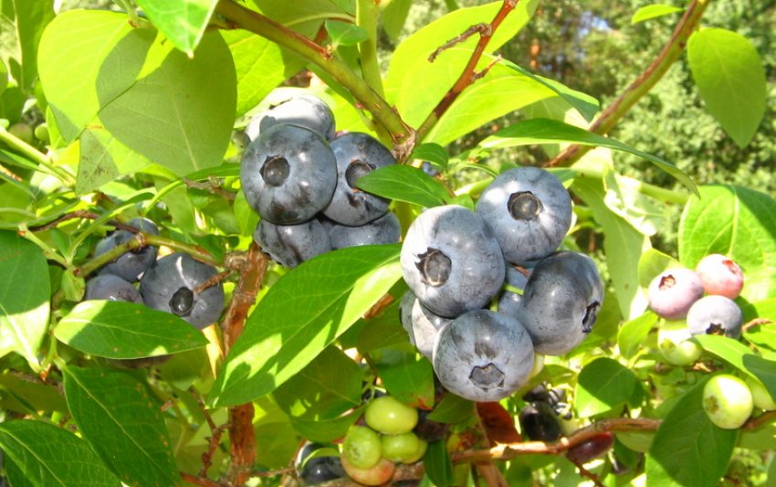 Лохина Герберт Лохина Герберт