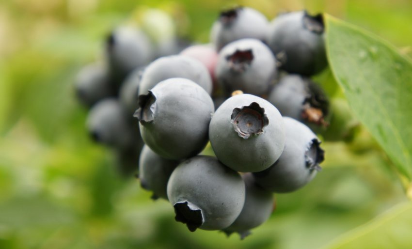 Лохина Торо Лохина Торо