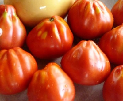 Помідори «Серце буйвола»: характеристика, агротехніка вирощування