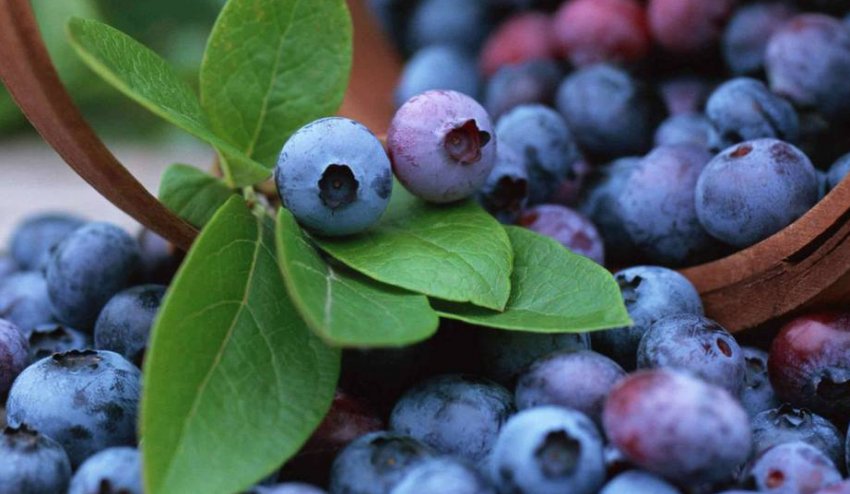 Лохина Рэнкокас Лохина Рэнкокас