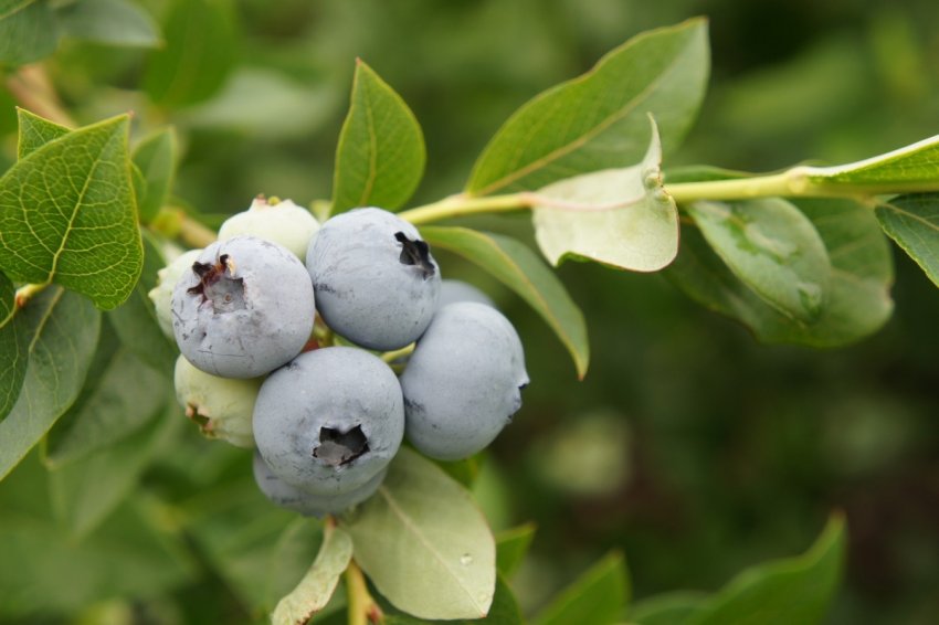 Лохина Блюкроп Лохина Блюкроп