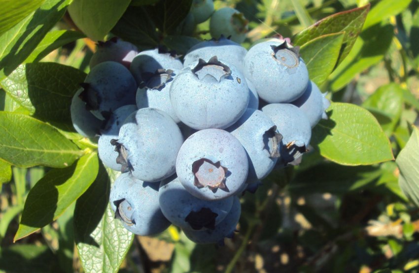 Лохина Нельсон Лохина Нельсон