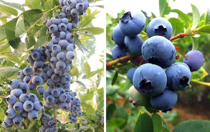 Лохина Дюк Лохина Дюк