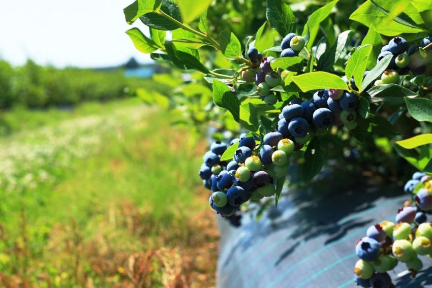 Лохина Шегарская Лохина Шегарская