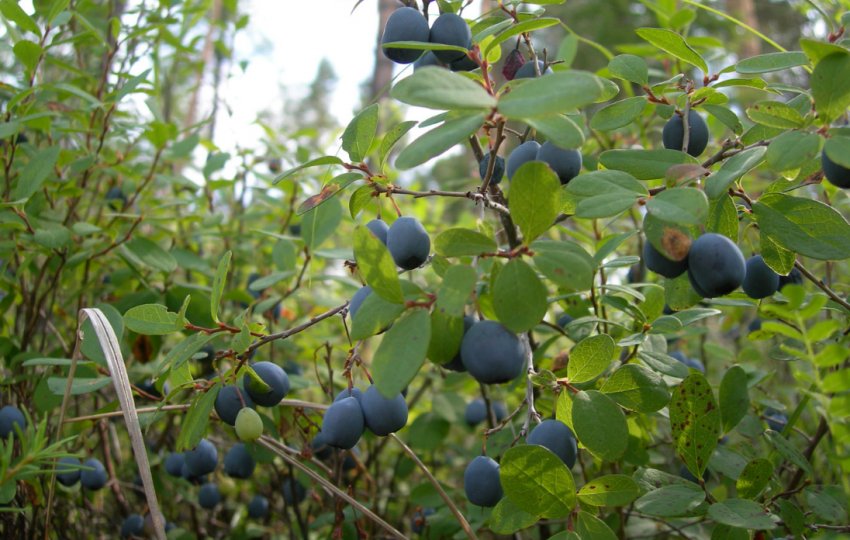 Лохина Юрковська Лохина Юрковська