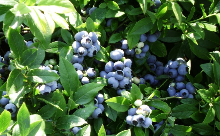 Лохина Чудова Лохина Чудова