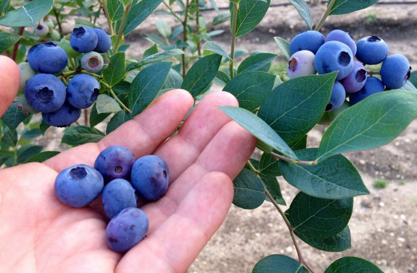 Лохина Рэнкокас Лохина Рэнкокас