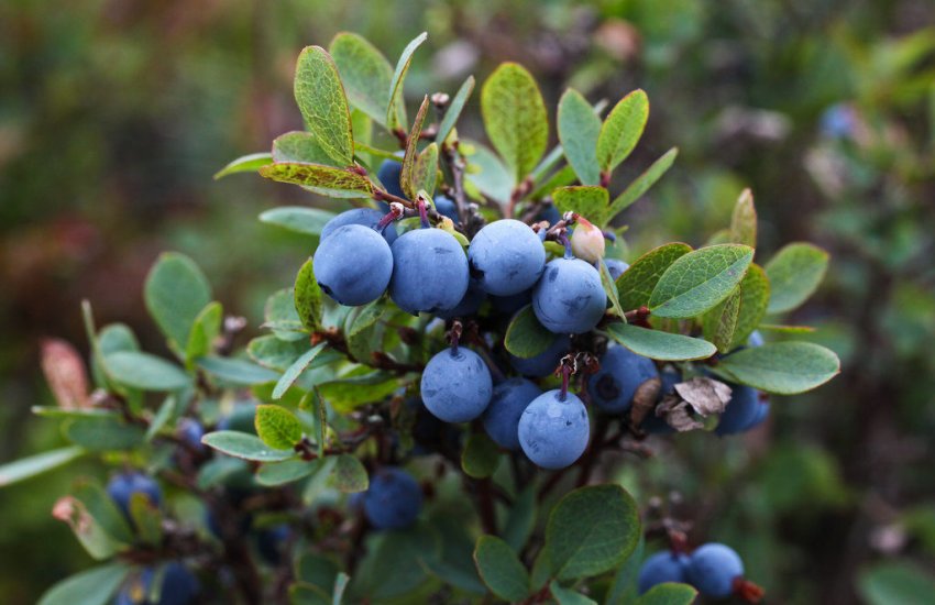 Лохина Иксинская Лохина Иксинская