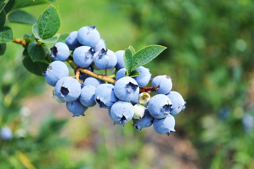 Гоноболь. Vaccinium uliginosum голубика. Голубика обыкновенная ягоды. Vaccinium uliginosum - голубика обыкновенная. Голубика обыкновенная гонобобель.