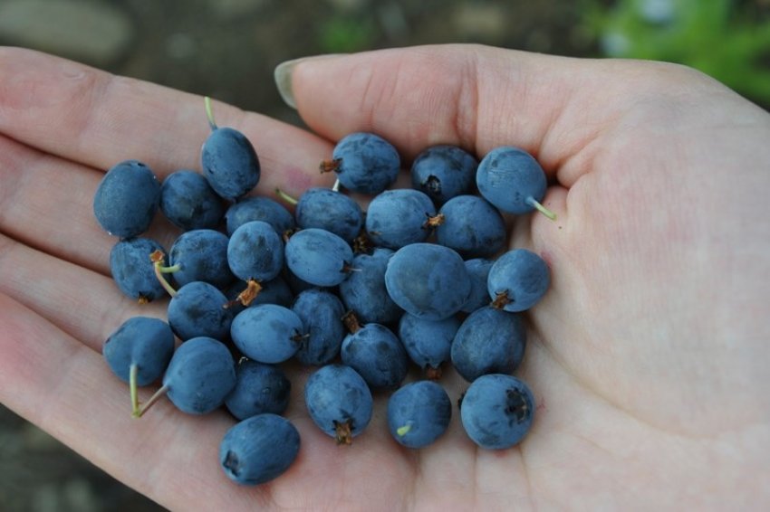 Лохина Тайгова красуня Лохина Тайгова красуня