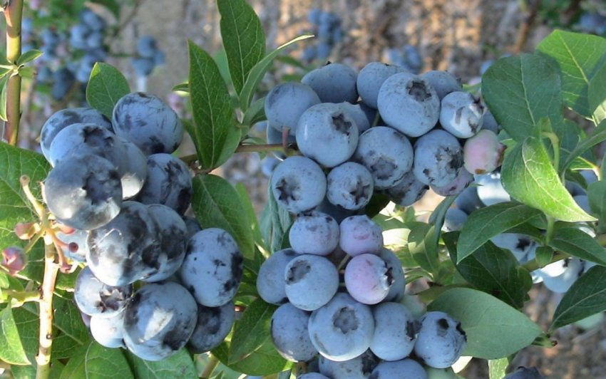 Лохина Блакитна розсип Лохина Блакитна розсип