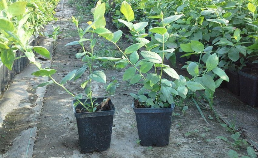 Саджанці малини Саджанці малини