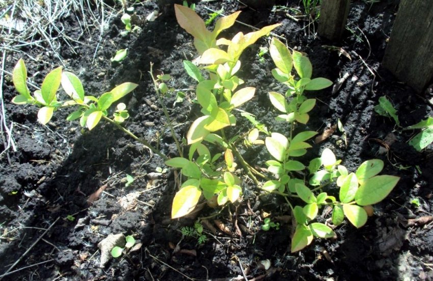 Кущ малини без бур'янів Кущ малини без бур'янів