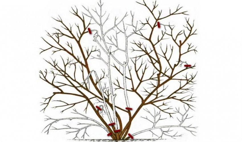 Обрізка лохини Обрізка лохини