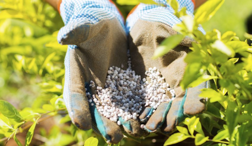 Підживлення лохини Підживлення лохини