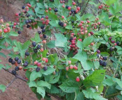 Ожина в Сибіру: різновиди сортів, специфіка агротехніки