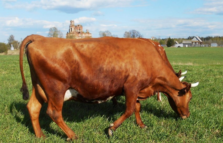 Літній випас на пасовищі Літній випас на пасовищі