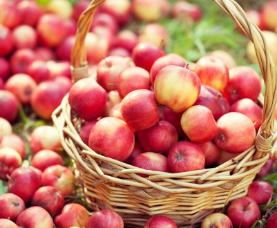 Россільгоспнагляд оцінить «яблучний потенціал» Білорусі