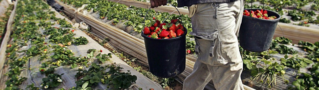 Ростовські фермери не поспішають йти в ногу з агропрогрессом