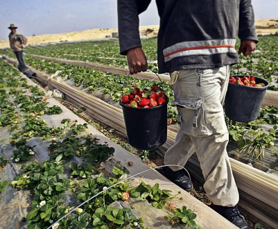 Ростовські фермери не поспішають йти в ногу з агропрогрессом