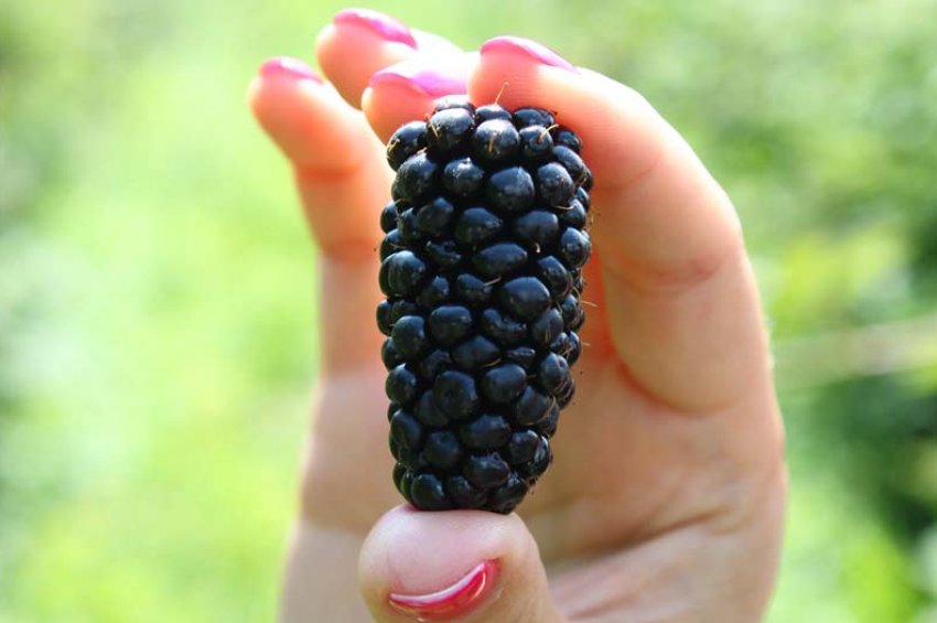 Ягода ожини Гігант Ягода ожини Гігант